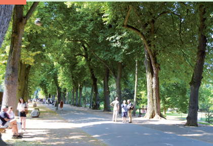 Allées et alignements d'arbres bordant les voies publiques